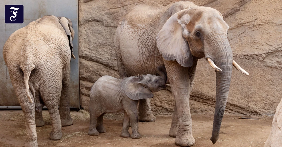Opel-Zoo: Feuerwehr hilft Elefantenkuh wieder auf die Beine