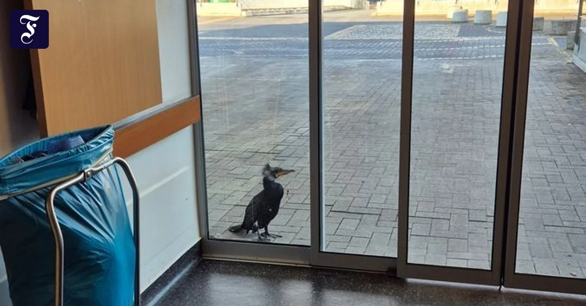 Angelhaken im Schnabel: Kormoran fliegt zur Notaufnahme