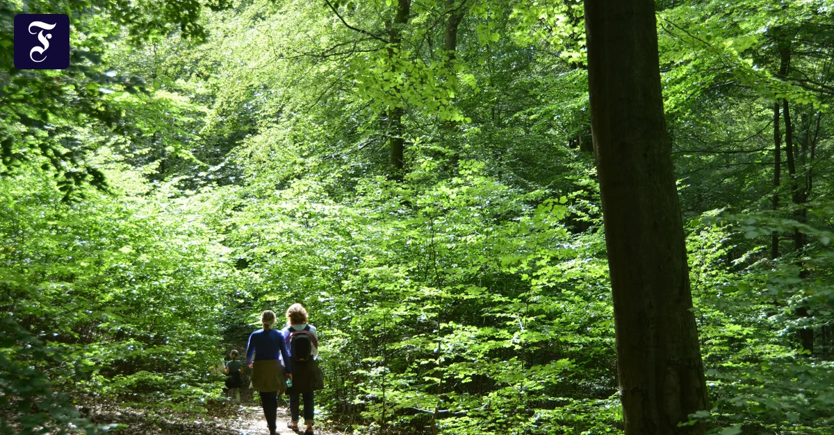 Verlaufen im Wald: Nicht im Kopf