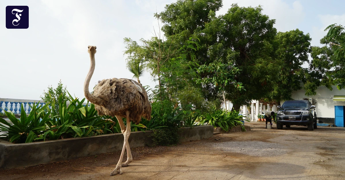 Am Horn von Afrika: Sind in Djibouti alle benebelt?