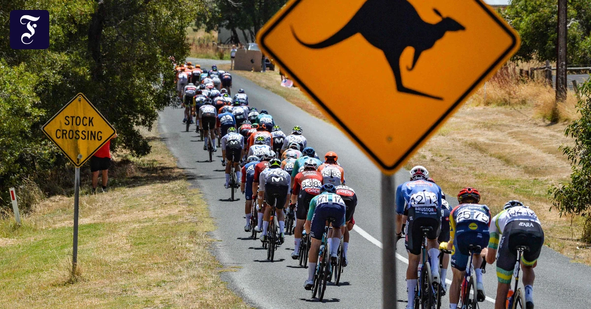 Mehrere-Verletzte-Radprofis-kollidieren-mit-K-ngurus-bei-Tour-Down-Under