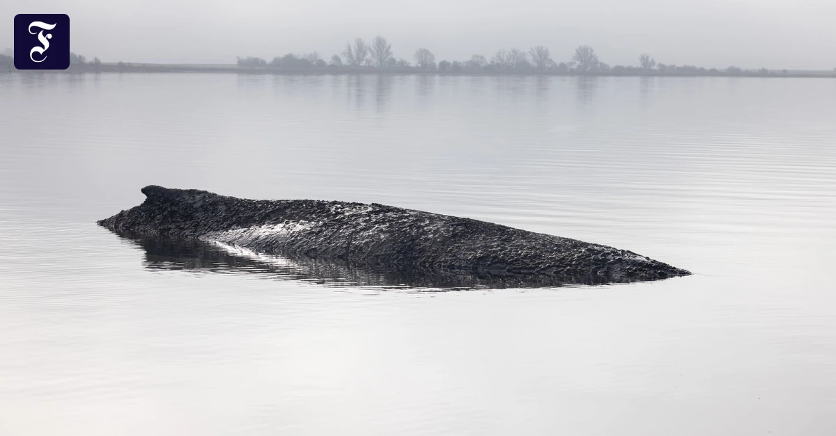 Gestrandeter Buckelwal: Feuerwehr befeuchtet die Haut des Wals mit Ostseewasser