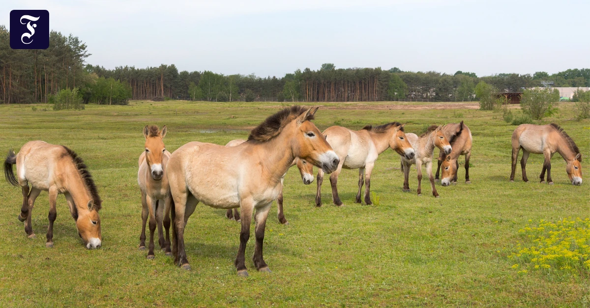 Rhein-Main-Liveblog: Przewalski-Herde in Hanau verliert zwei Pferde