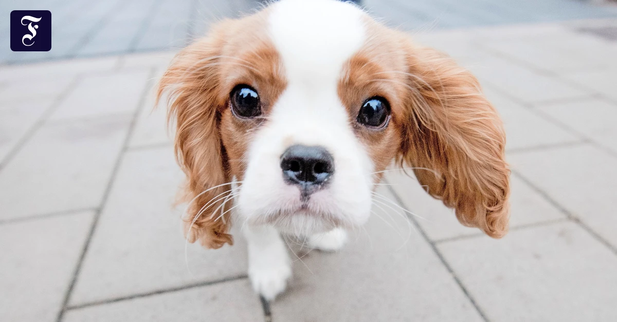 Tiere-zu-Weihnachten-Soll-es-ein-Geschenk-oder-ein-Familienmitglied-sein-