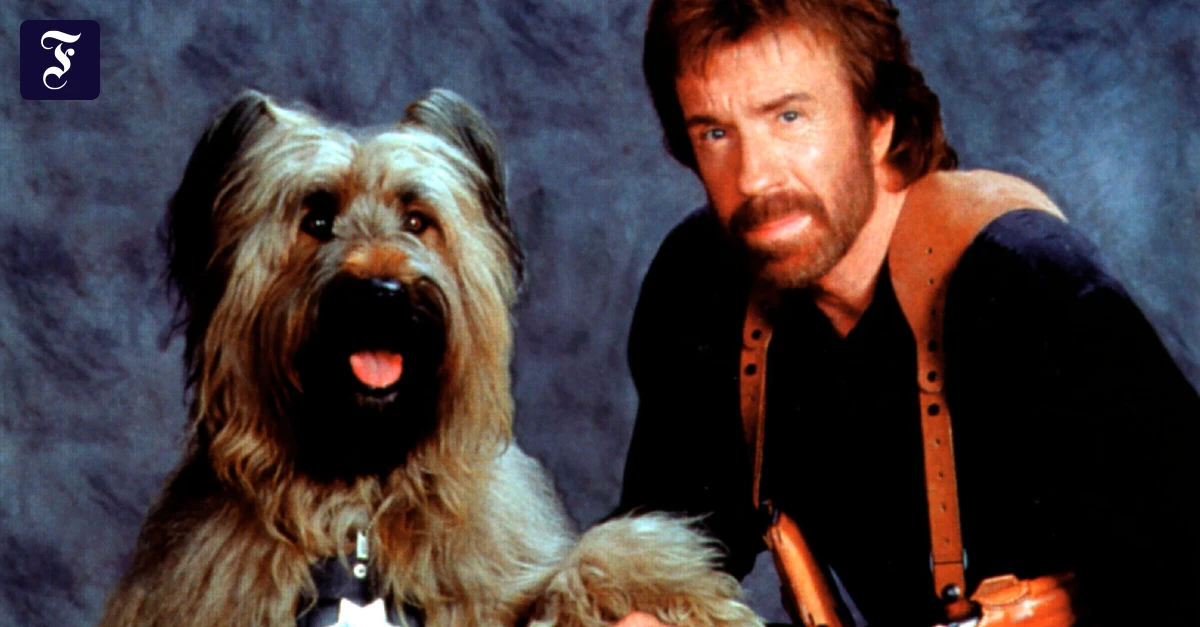 Tod des Actionstars: Die besten Chuck-Norris-Witze