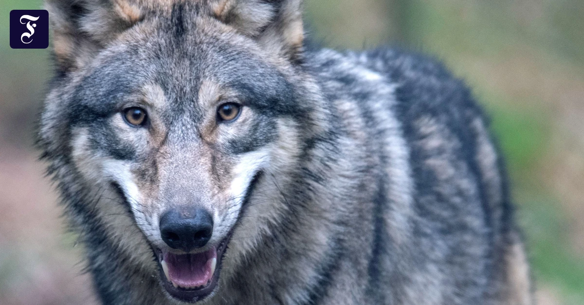 Jagd auf Jungtiere: „Niemand will den Wolf ausrotten“
