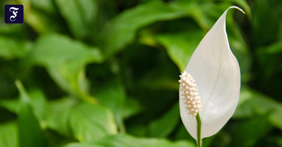 Botanik-Kolumne: Die Luft ist rein