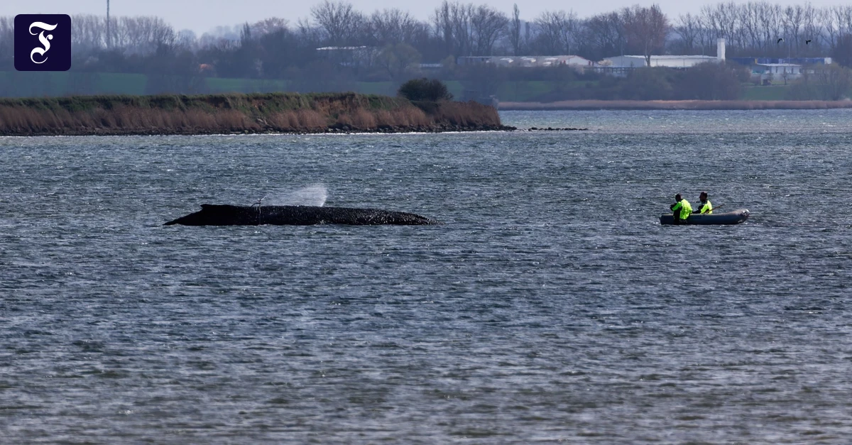 Vor Wismar Gestrandet: Der Wal wird rund um die Uhr bewacht