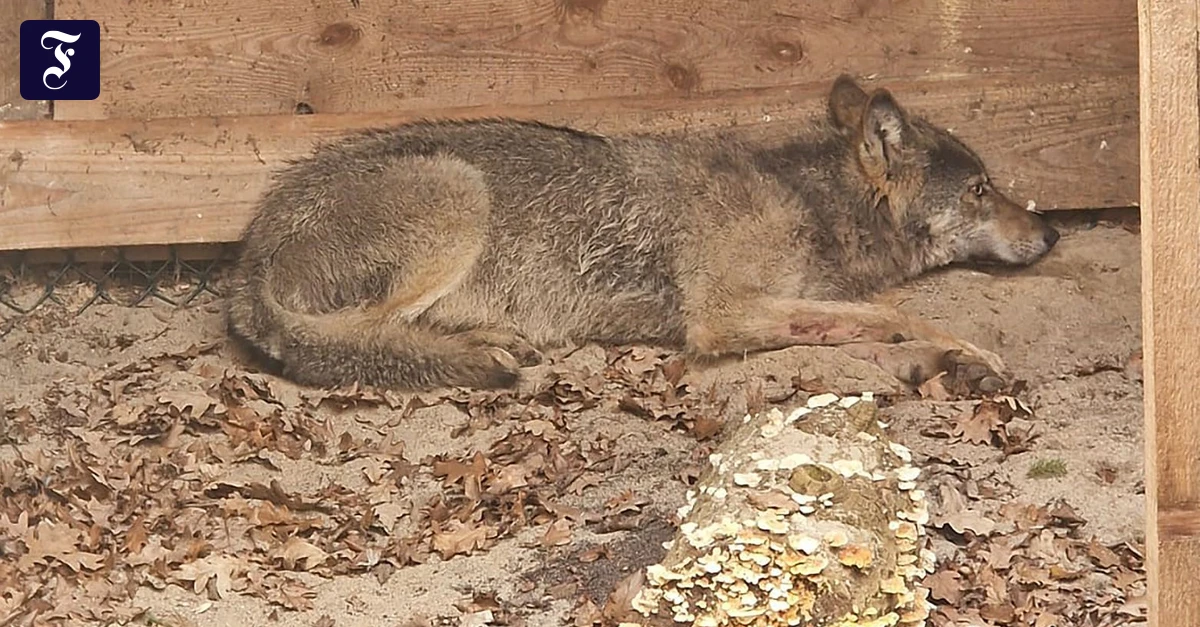 Mit Sender ausgestattet: Wolf nach Attacke in Hamburg wieder frei