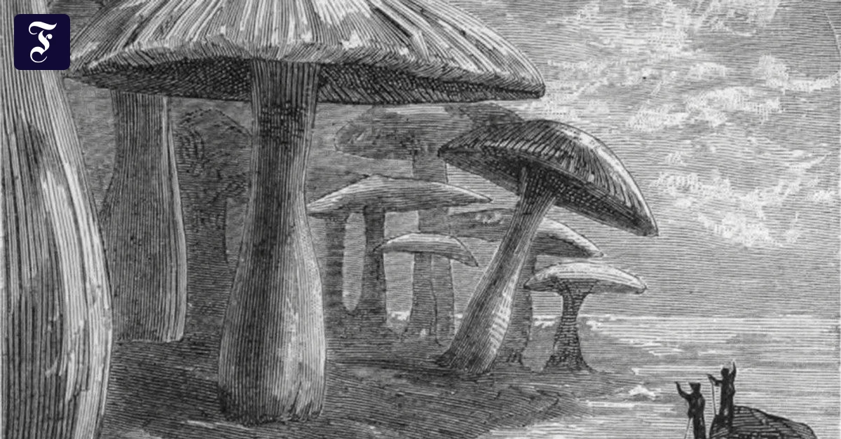 Botanik-Kolumne: Pilze, groß wie Bäume?