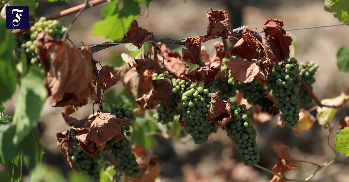 Botanikkolumne: Kann Photovoltaik den Wein retten?
