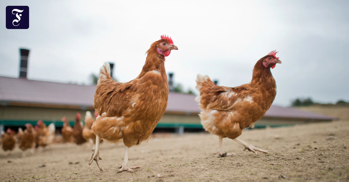 Echt regionale Eier?: Die Herkunft der Hennen bleibt oft ein Rätsel