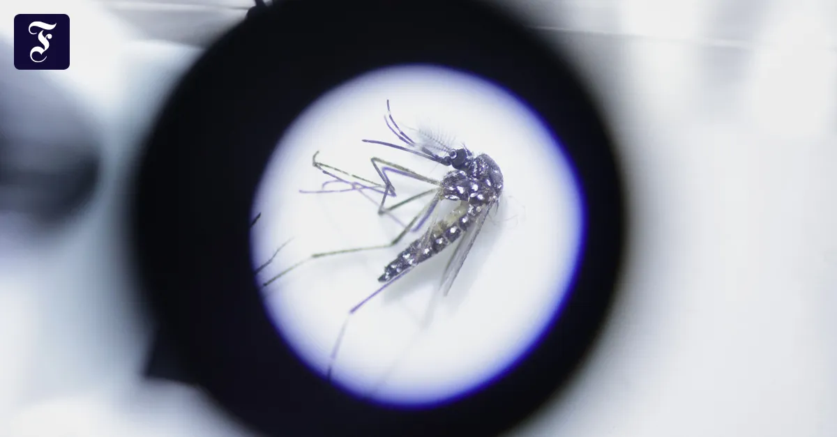 Preventing spread: Why the Asian tiger mosquito should be killed humanely