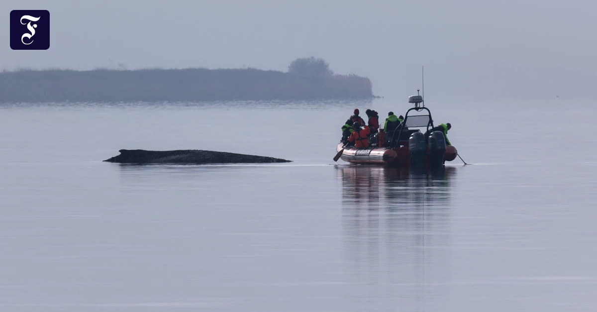 No more hope for the stranded humpback whale