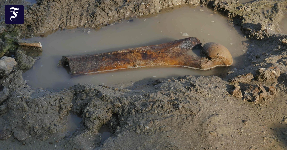 Low Danube water level exposes mammoth bones in Bulgaria