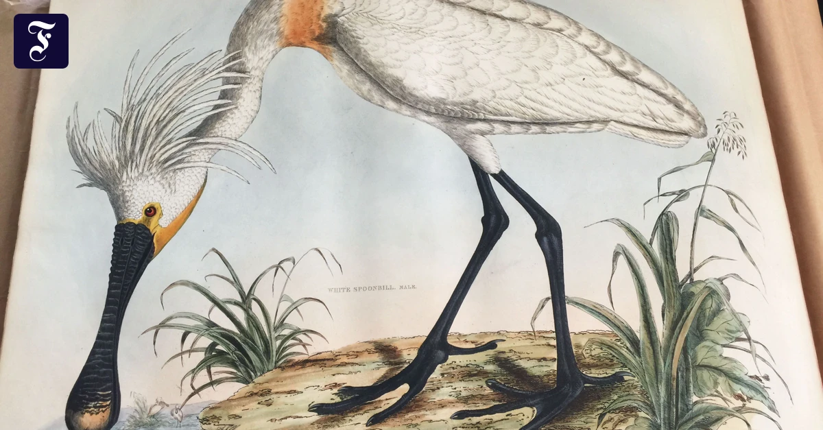 Ornithologische Illustrationen: Schräge Vögel