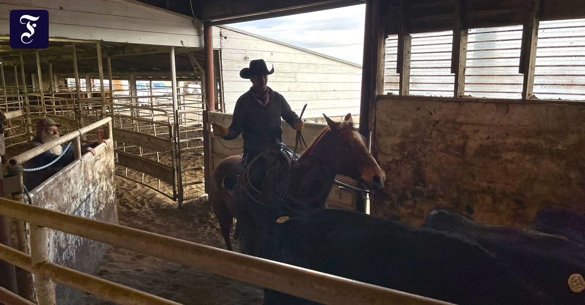 Im-Land-der-Cowboys-Trump-spielt-hier-keine-Rolle-oder-doch-