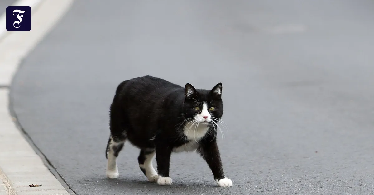 Elend der Straßenkatzen: Muss sich der Staat auch darum kümmern? 