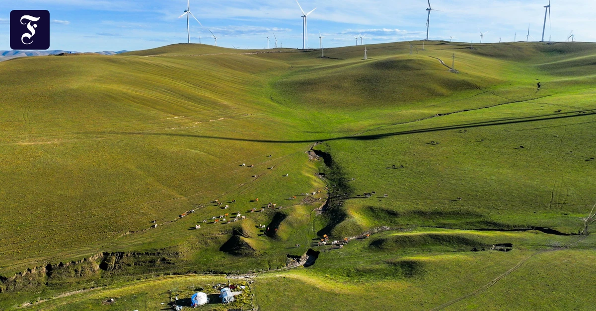 Landwirtschaft: Grasland schrumpft schneller als Wälder