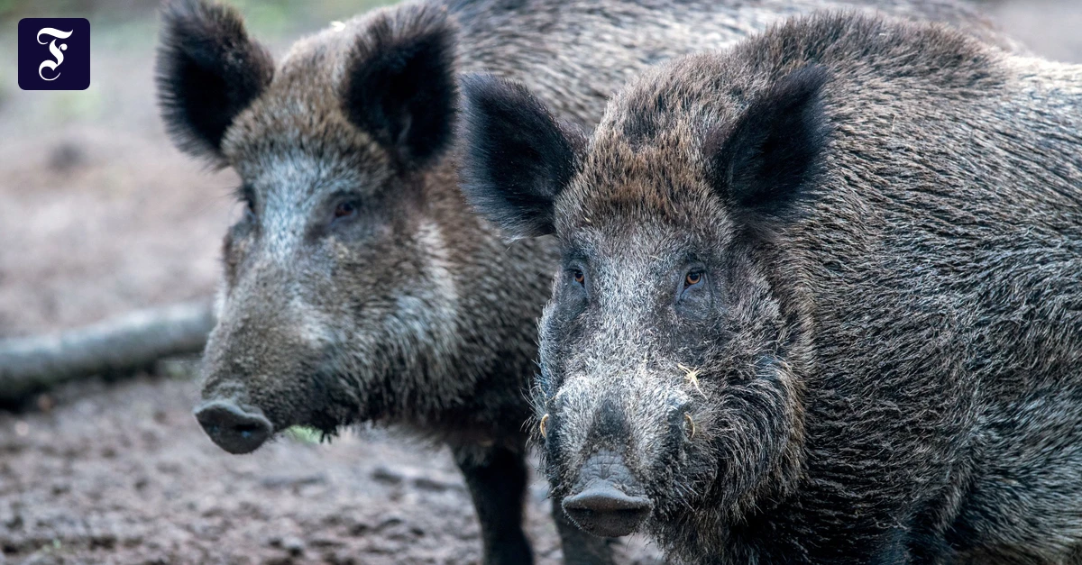 Deutschland 40 Jahre nach Tschernobyl GAU: Was ist messbar?