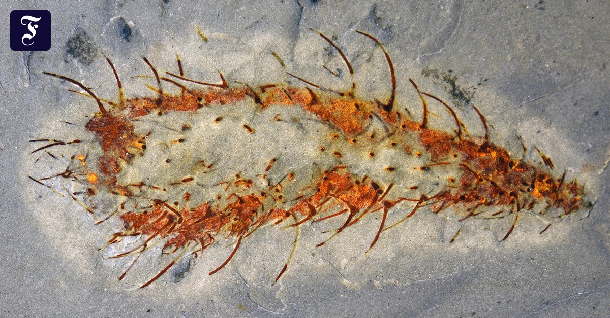 Neues-aus-dem-Kambrium-Nach-dem-ersten-gro-en-Sterben