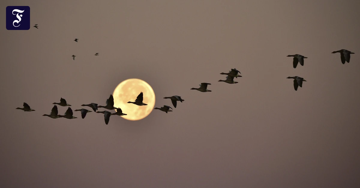 Kulturgeschichte-der-Wildgans-Wer-ihren-Bahnen-folgt-versteht-die-Geschichte-eines-ganzen-Jahrhunderts