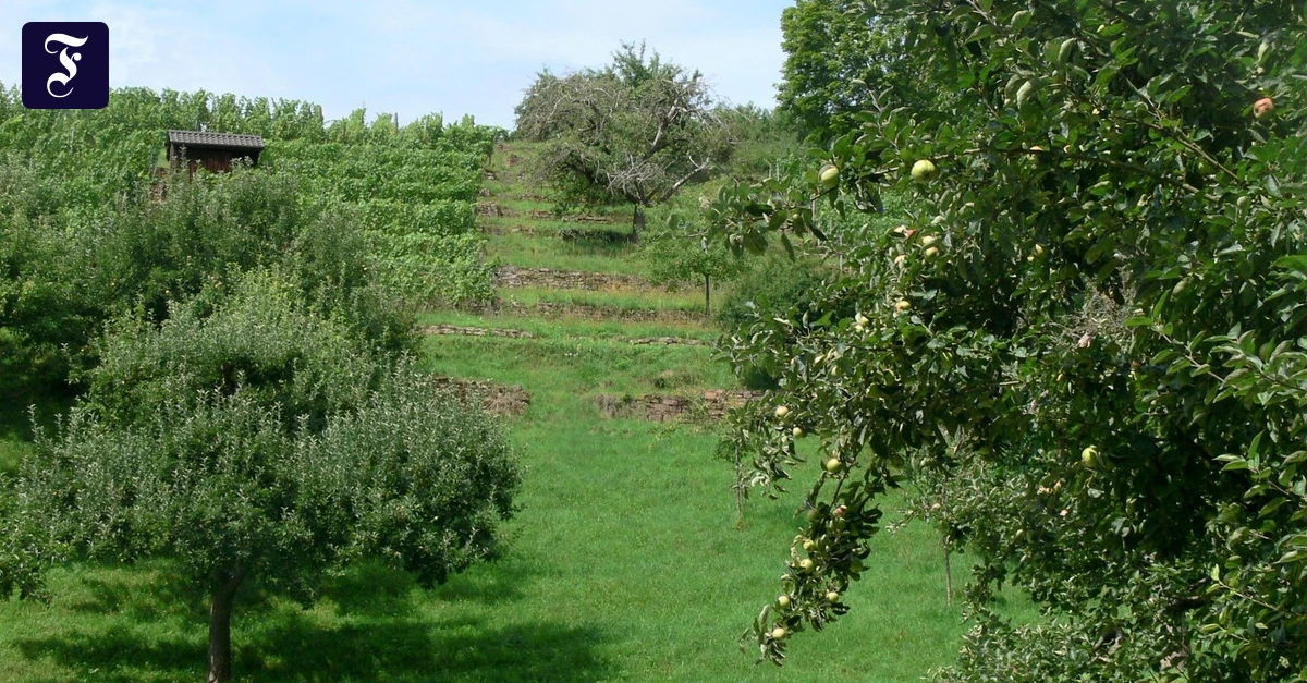 Der Wandertipp: Wein und Gestein in guter Lage
