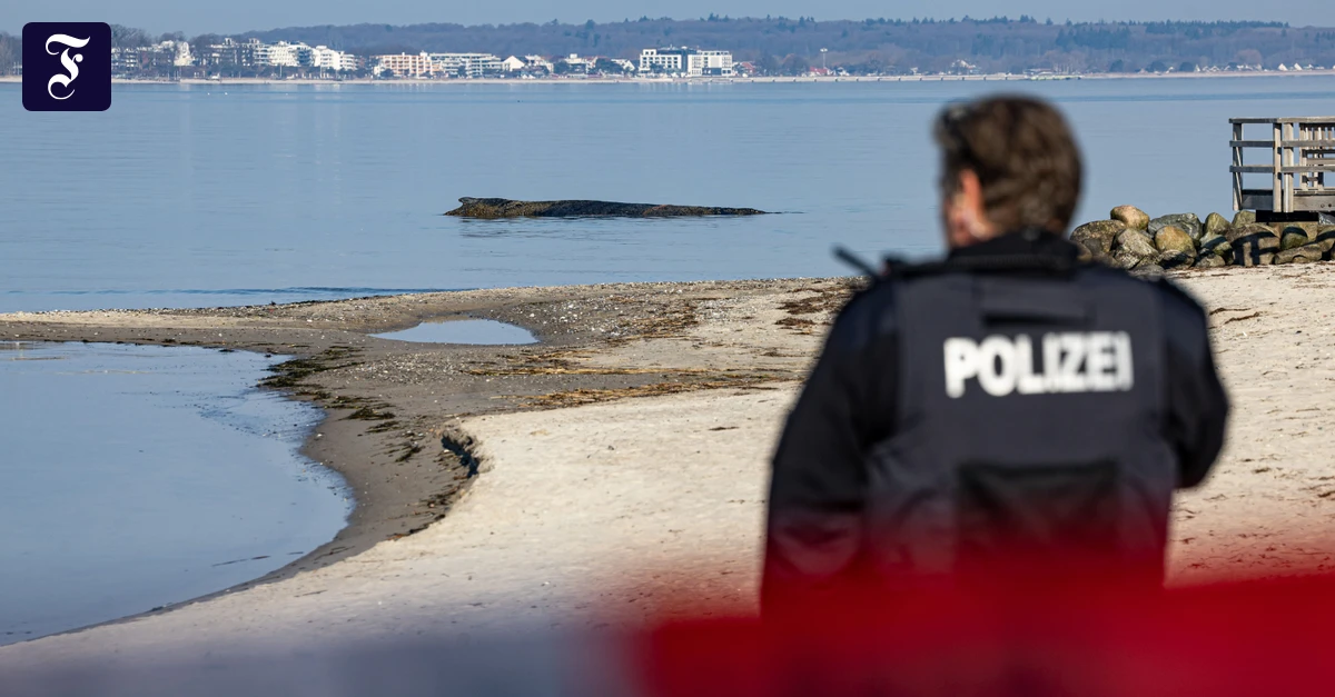 Rettung läuft: Großwal an der Ostseeküste gestrandet