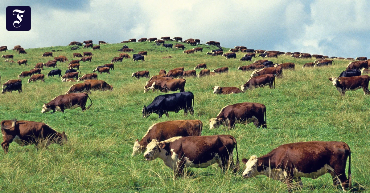 Weniger Viehhaltung: Weideland wird knapp