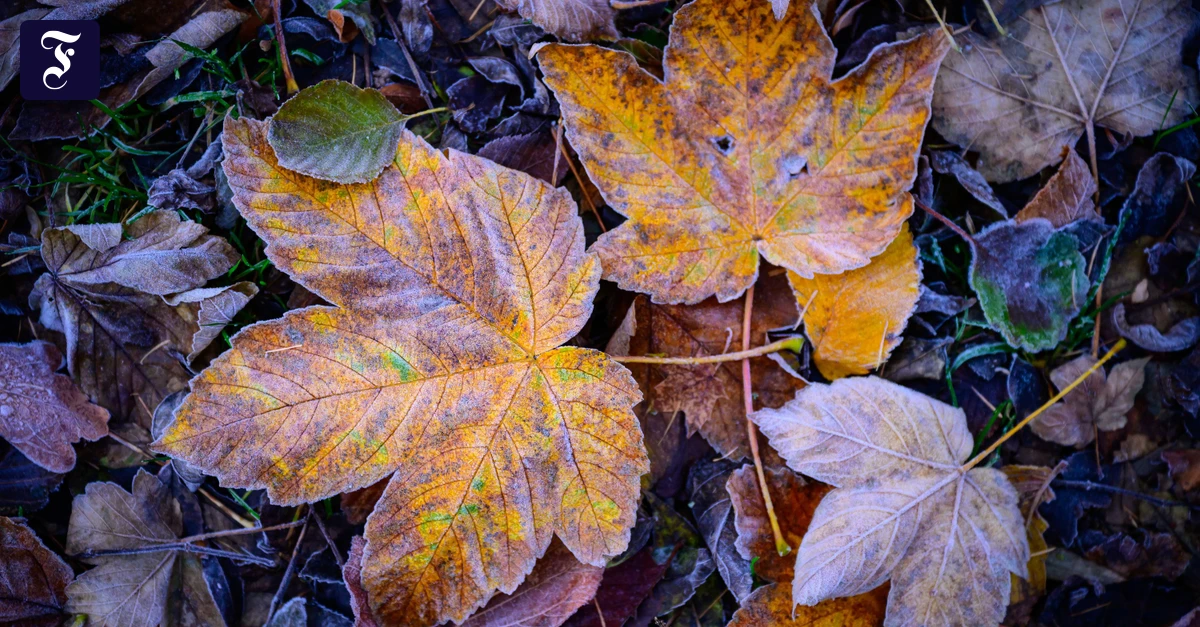 Gartenarbeit-Die-Harke-ist-der-Freund-des-Menschen
