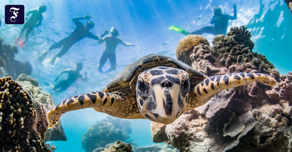 Una donna si applica creme solari al mare, mentre osserva i coralli. L'articolo esplora i rischi per l'ambiente e la salute umana