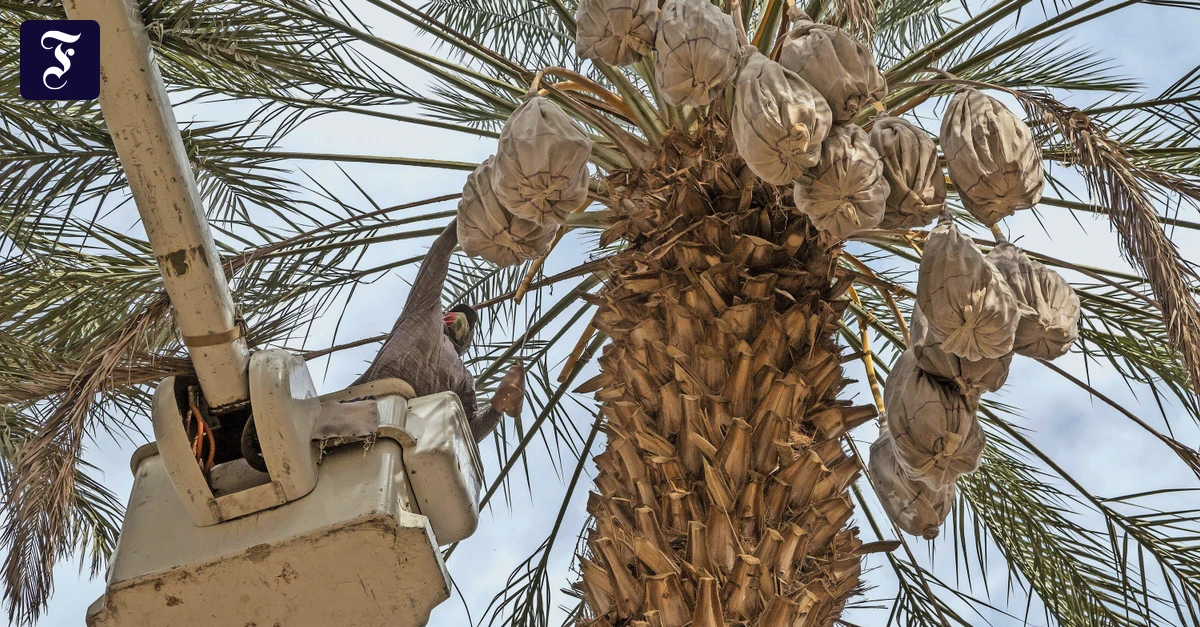 dattelfarmen-in-kalifornien-auf-die-palme-gebracht