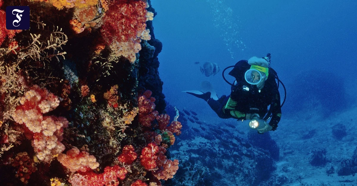 Korallenriffe-Guter-D-nger-schlechter-D-nger