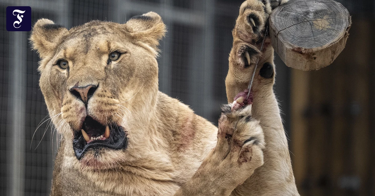 Brasilien-19-J-hriger-von-L-win-im-Zoo-get-tet