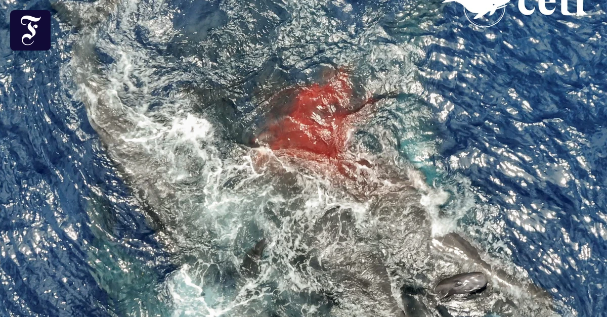 Walgeburt im Video: „Und plötzlich war da eine Menge Blut“