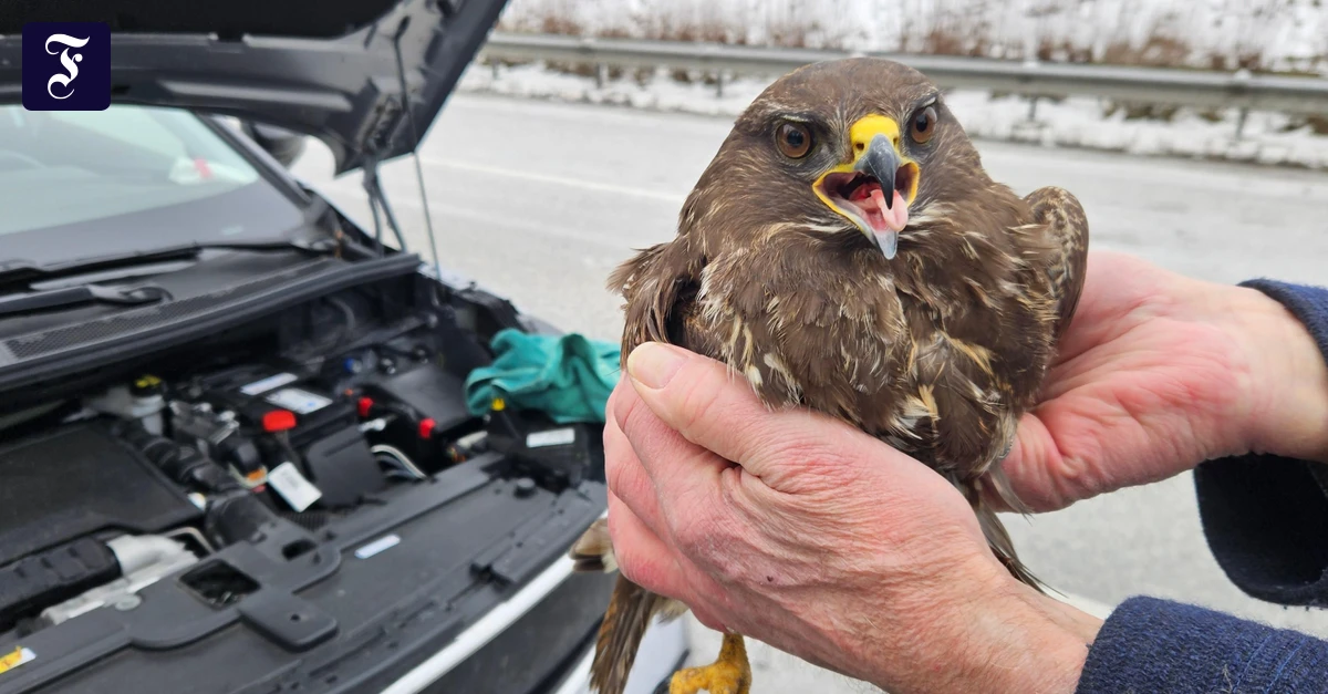 verheddert-im-k-hlergrill-greifvogel-berlebt-kollision-auf-autobahn