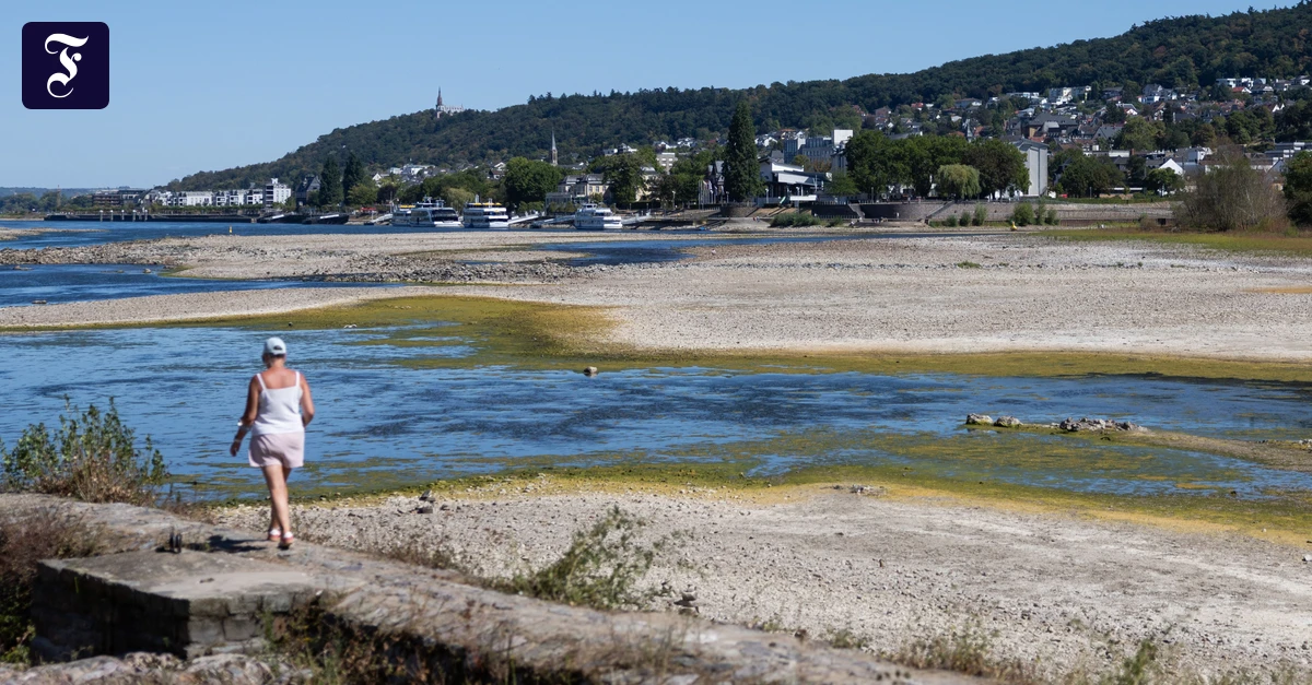 Niedrigwasser im Rhein: Ein Fluss ist im Stress