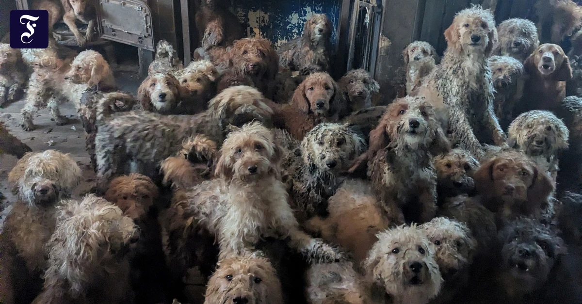 Aus einem einzigen Haushalt: Tierschützer retten mehr als 250 Hunde