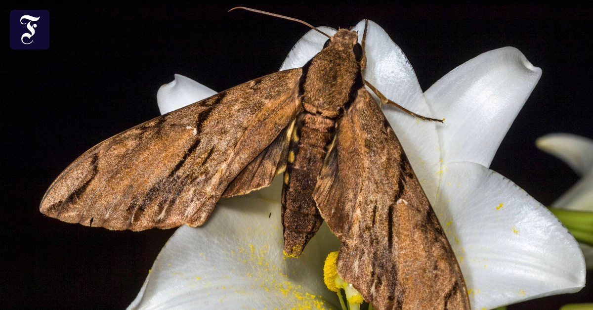 Staunen im Frühling: Blühende Dialektik