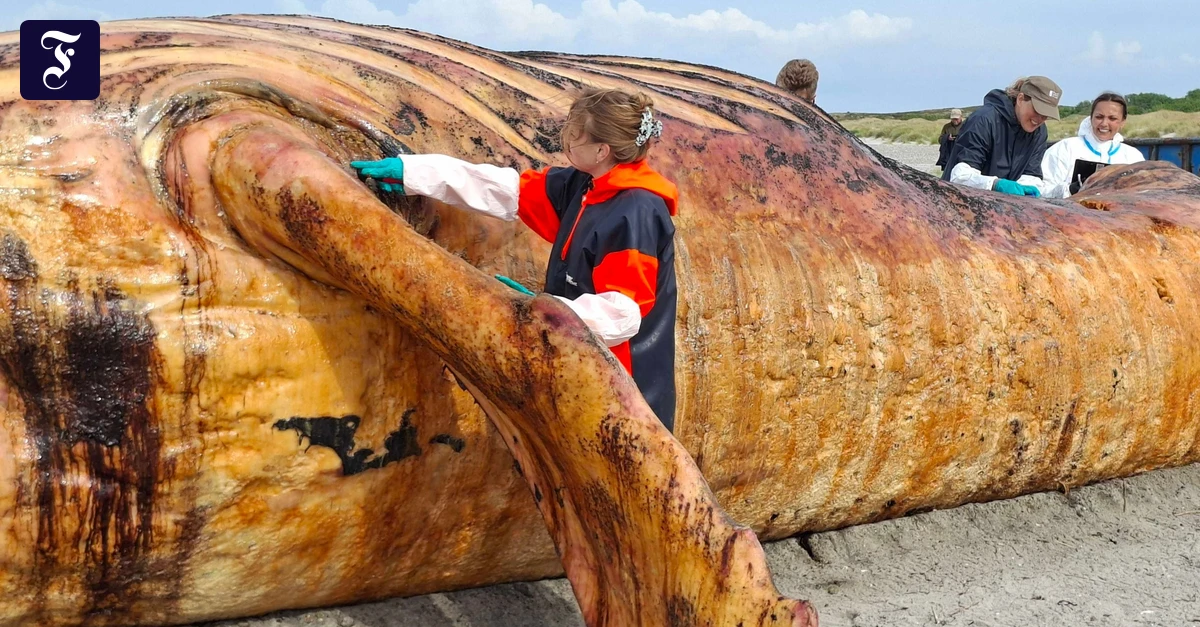 Will the suffering of whale Timmy have political repercussions? | FAZ ...