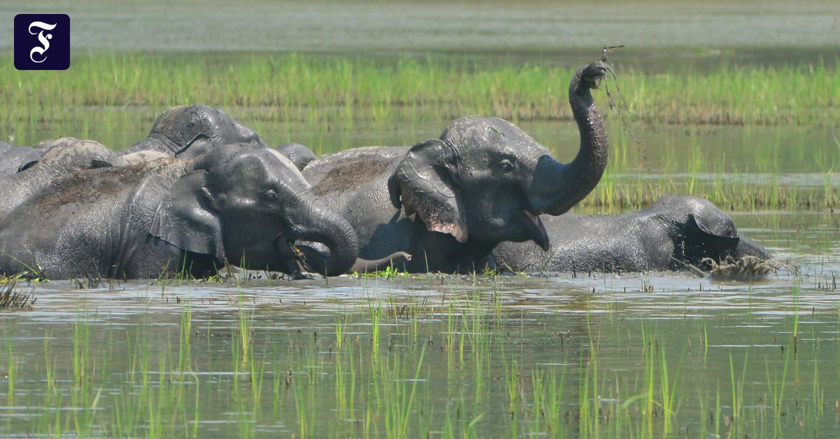 Hidden Heroes Award: Der Elefant hat ein besseres Image als der Wolf