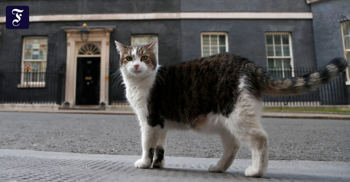 Kater feiert Jubiläum: Premierminister kommen und gehen – doch Larry bleibt
