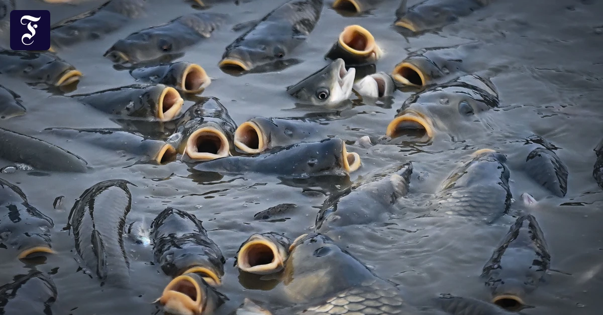 Hitzestress-Den-Fischen-geht-die-Luft-aus