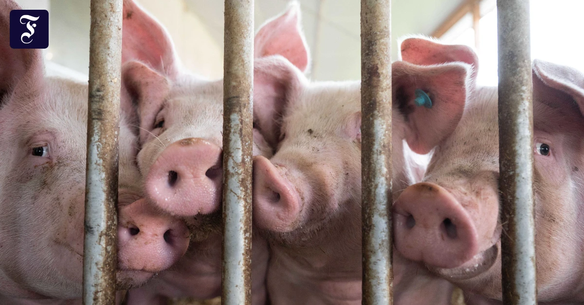 Heimliche Videoaufnahmen: Aktivisten müssen nach Einbruch in Schweinefarm Strafe zahlen
