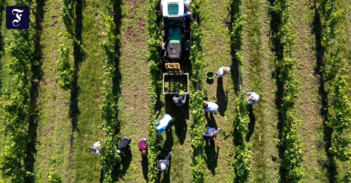 Bedrohtes Kulturgut: Billig geht die Welt des Weins zugrunde