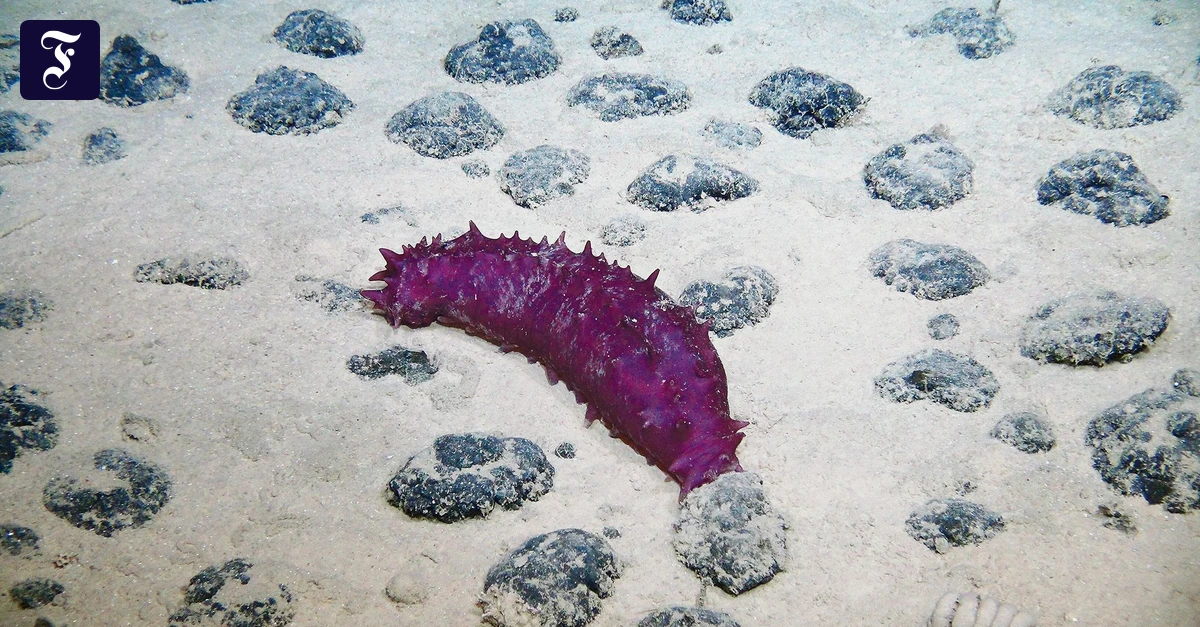 Extreme Regeneration: Seegurken, wollt ihr ewig leben?