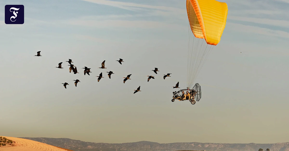 Fotowettbewerb-Wenn-Menschen-V-geln-das-Fliegen-beibringen