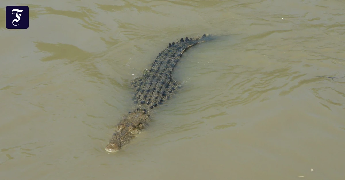 Im Norden Australiens: Die Krokodile lungern im Vorgarten rum