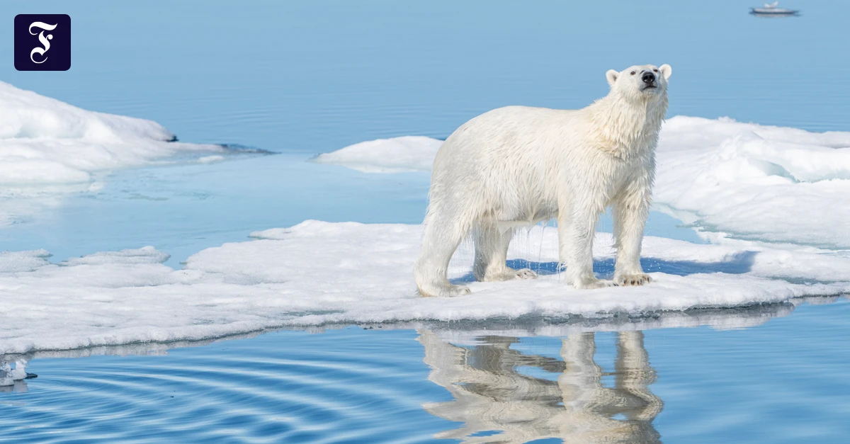 Alfred-Wegener-Instituts: „Die Arktis hat strategisch an Bedeutung gewonnen“