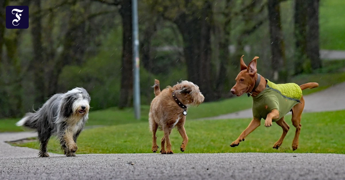Video: Das virale Hundevideo
